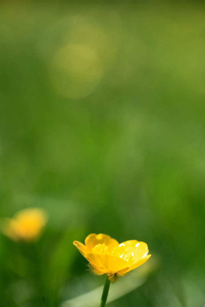 Canon EF-S 60mm F2.8 Macro USM sample photo. Flor.jpg photography