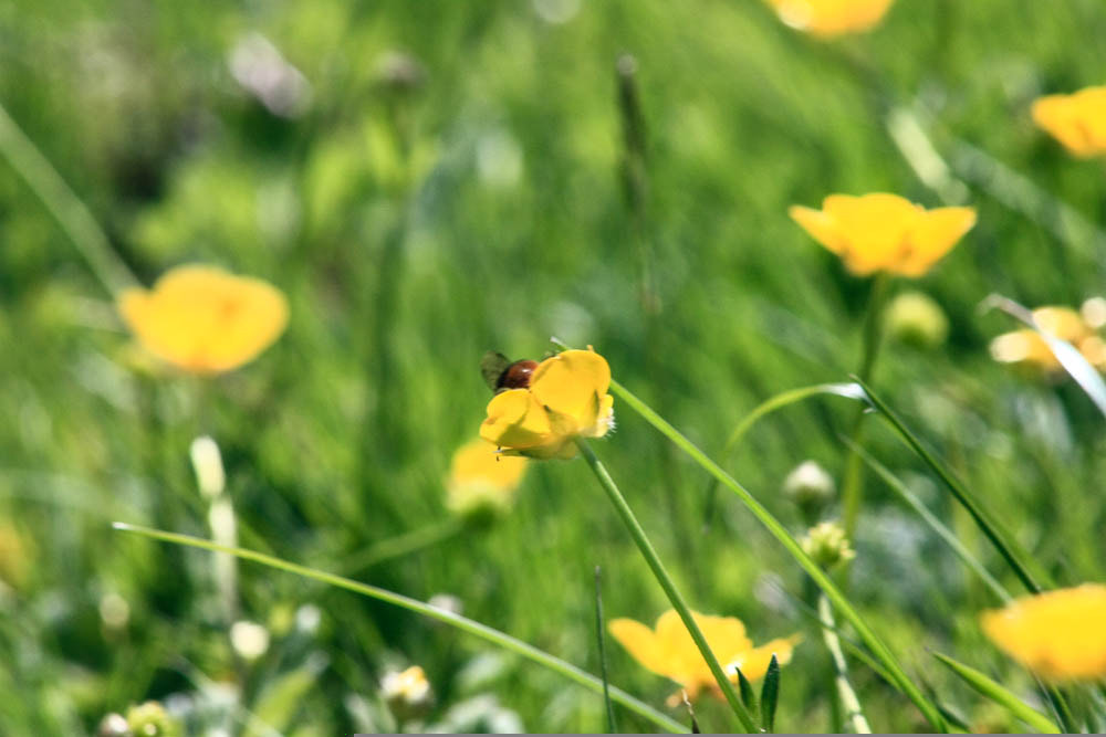 Canon EF 75-300mm f/4-5.6 USM sample photo. Flor.jpg photography