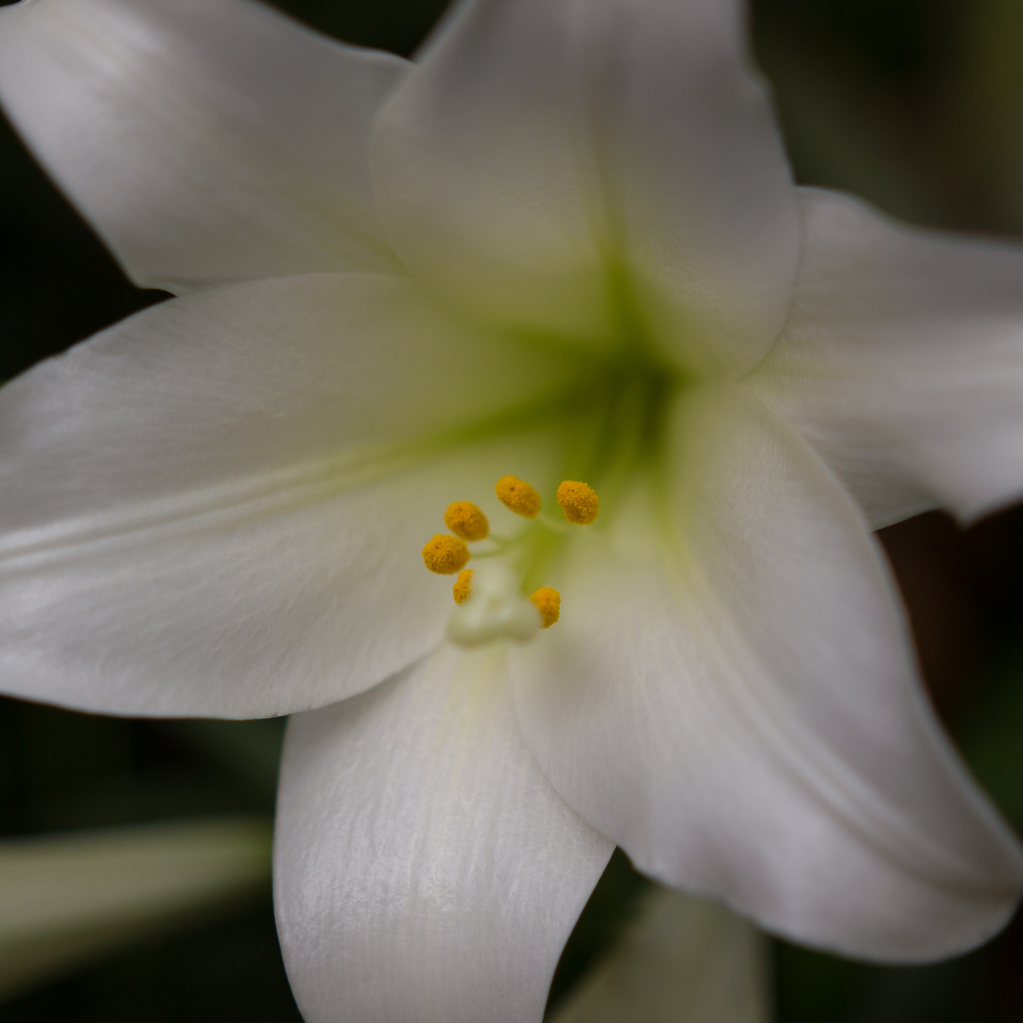 Sigma 18-35mm f/1.8 DC HSM sample photo. Lily photography