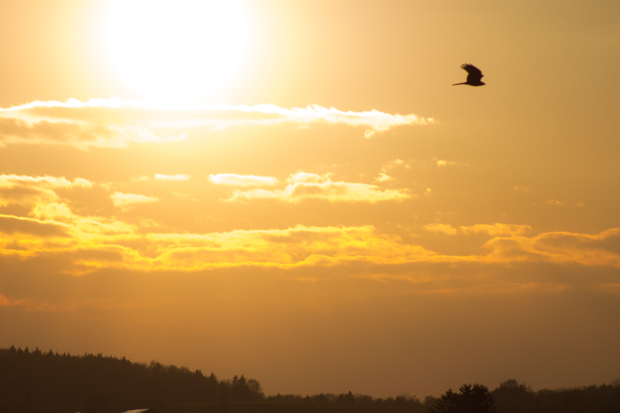 Nikon D7200 + AF Nikkor 70-210mm f/4-5.6 sample photo. Bird photography