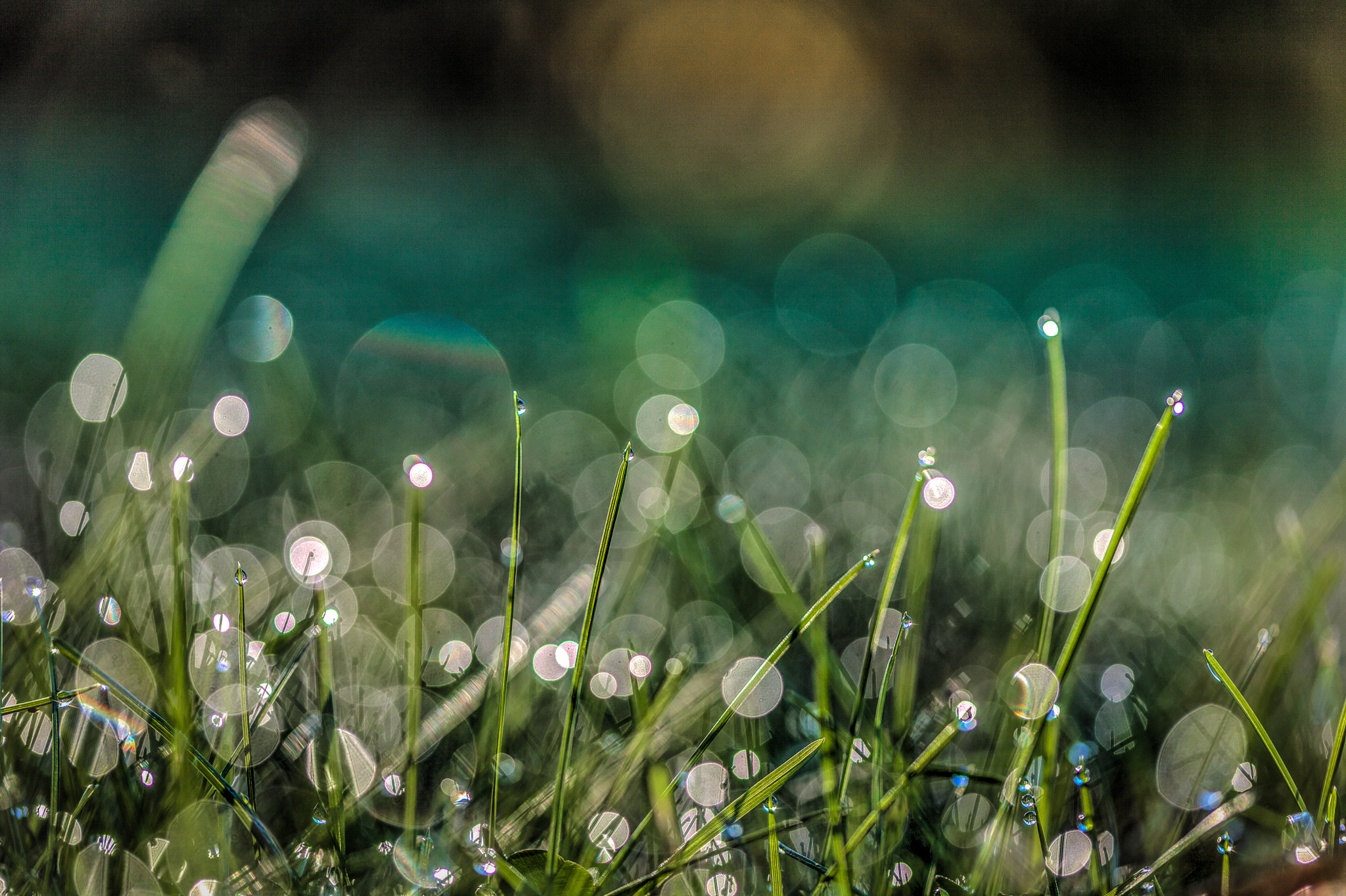Sigma 105mm F2.8 EX DG OS HSM sample photo. Morning dew ii photography