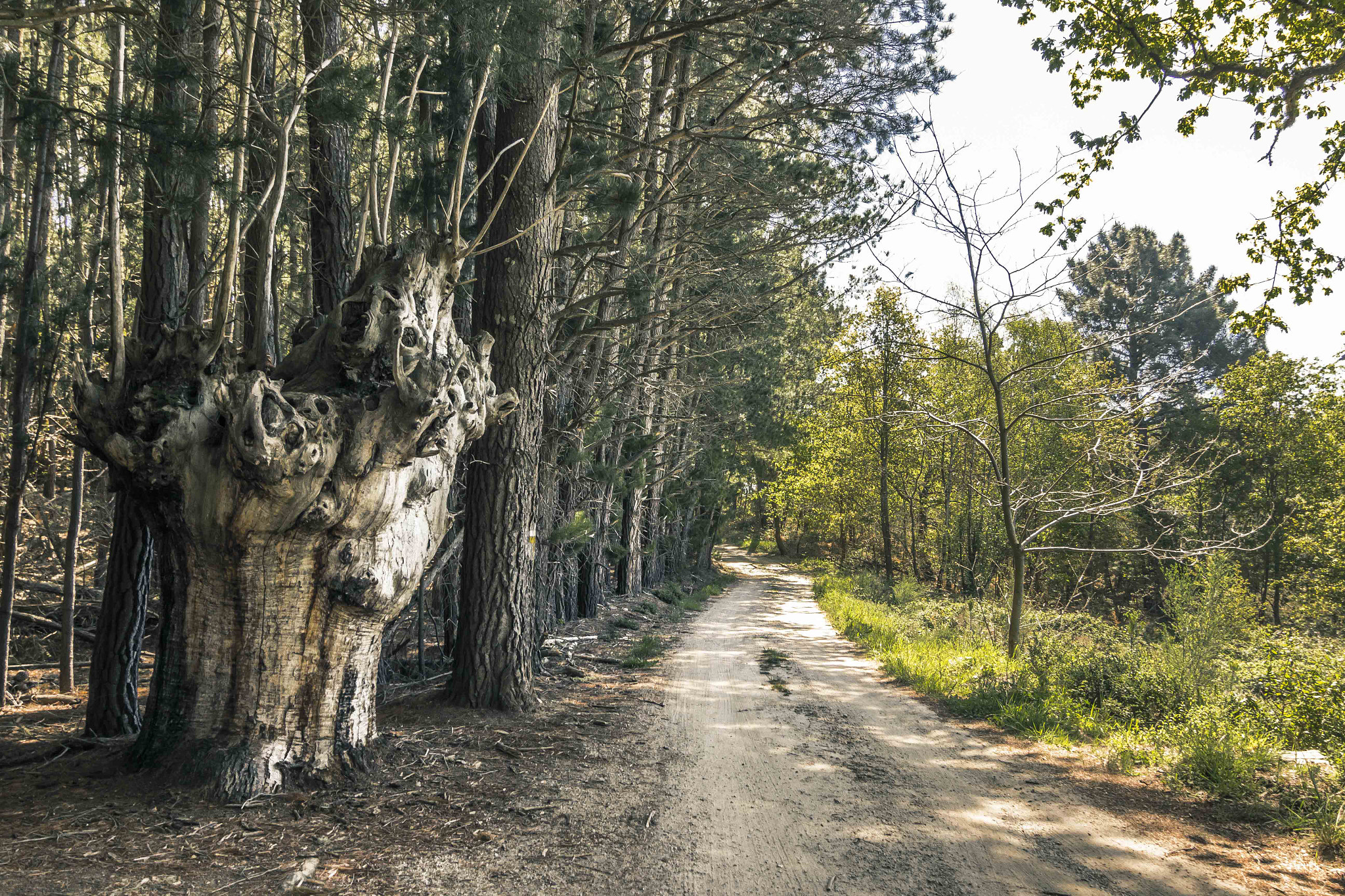 Tokina AT-X Pro 12-24mm F4 (IF) DX sample photo. Ancient chestnut trees photography