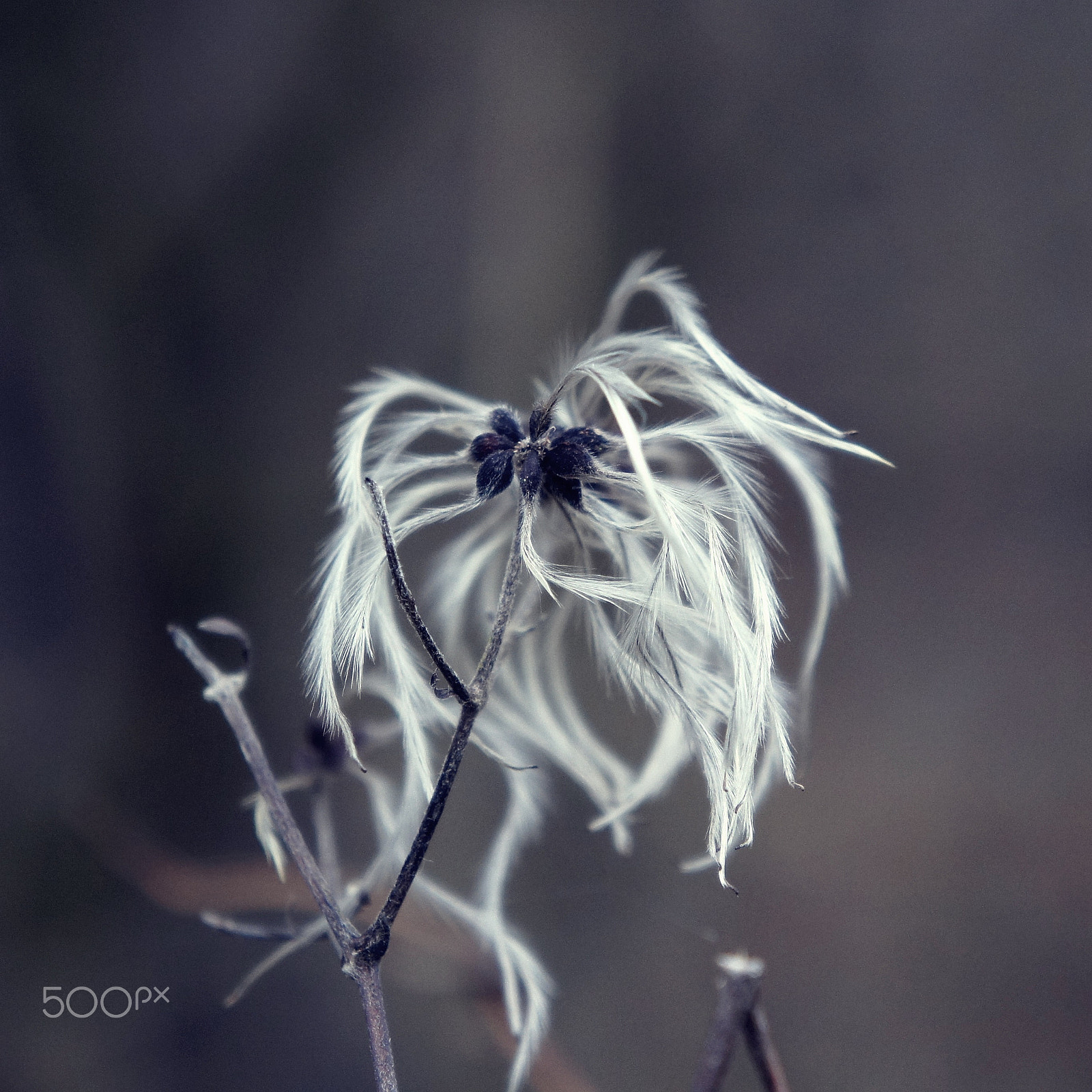 Sony Alpha NEX-C3 sample photo. Ghost hair photography