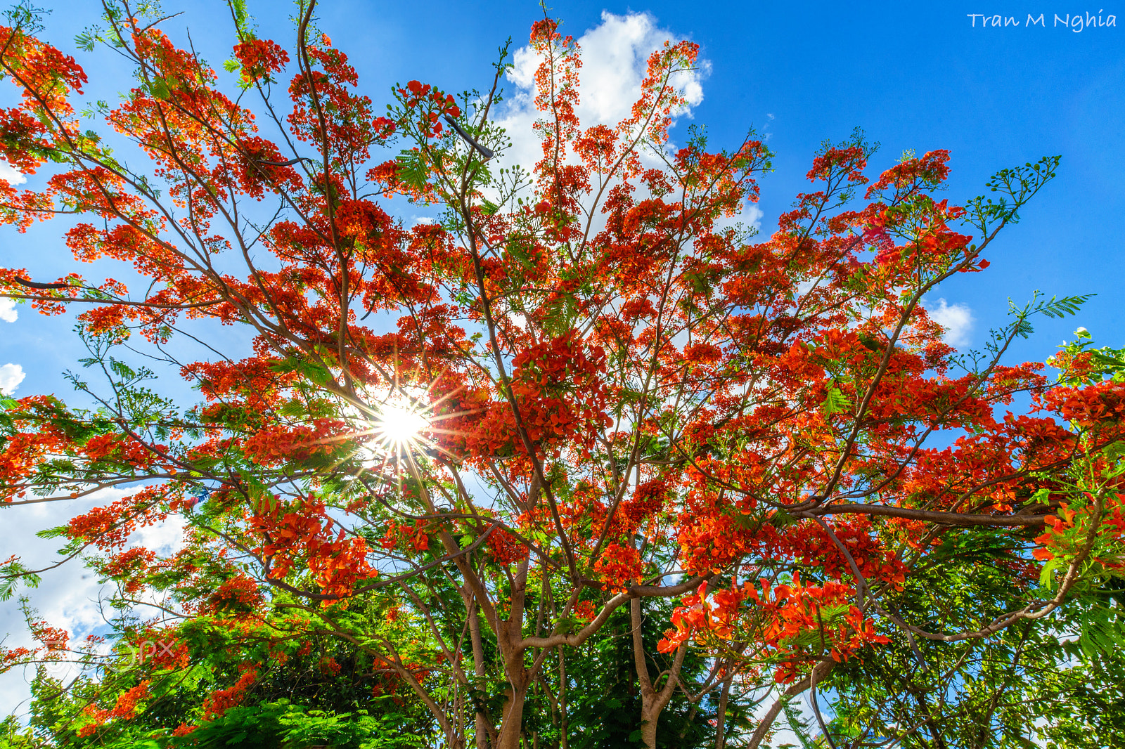 Sony a7 II + Canon EF 16-35mm F4L IS USM sample photo. Phượng photography