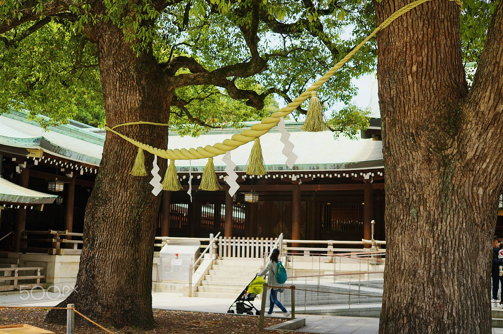 Sony Alpha a5000 (ILCE 5000) + Sigma 30mm F2.8 EX DN sample photo. Camphor pair photography