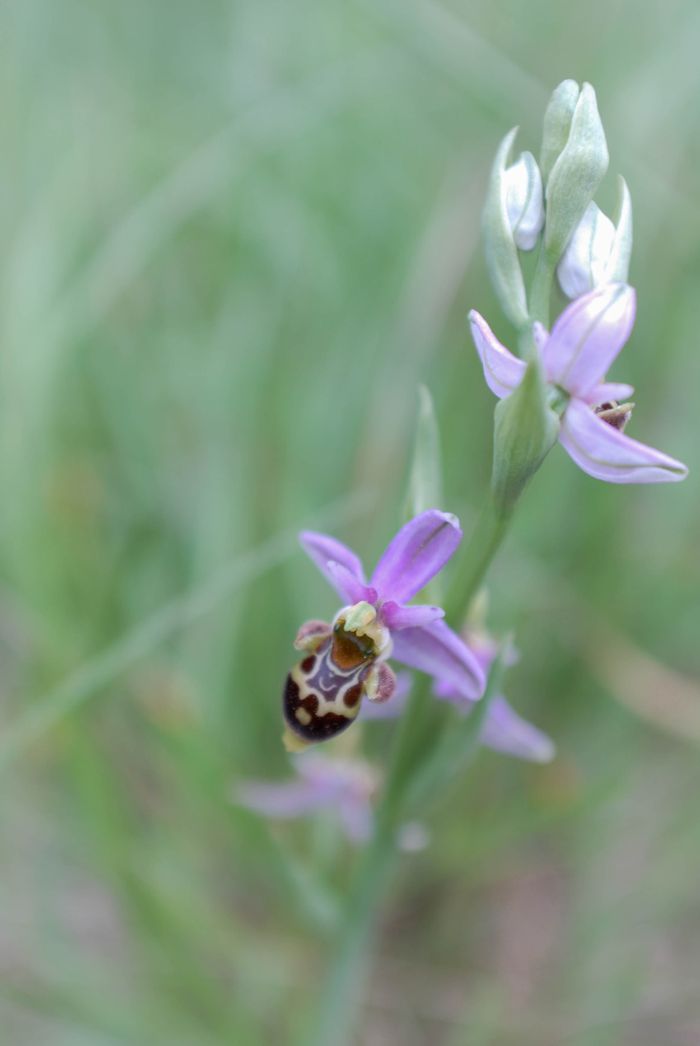 AF Zoom-Nikkor 28-85mm f/3.5-4.5 sample photo. Orchis photography