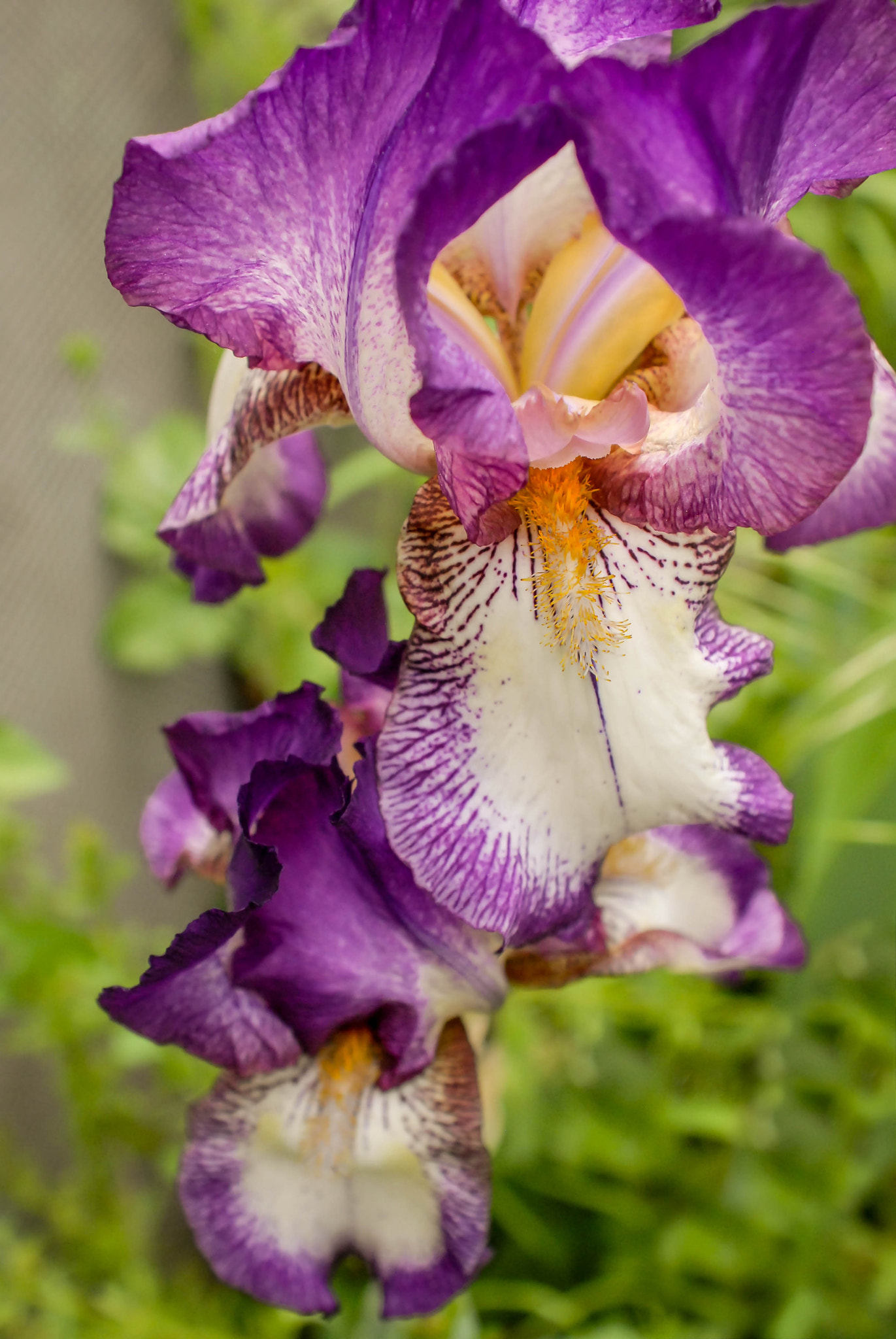 AF Zoom-Nikkor 28-85mm f/3.5-4.5 sample photo. Iris photography