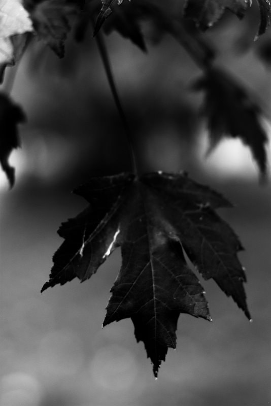 Canon EF 50mm F1.4 USM sample photo. Maple.jpg photography