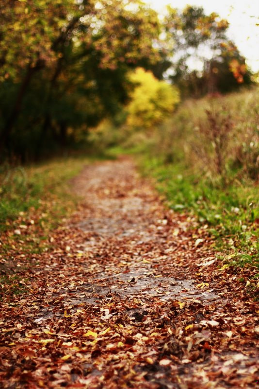 Canon EF 50mm F1.4 USM sample photo. Camino de hoja.jpg photography