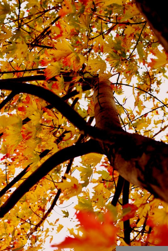 Canon EF 50mm F1.4 USM sample photo. Maple.jpg photography