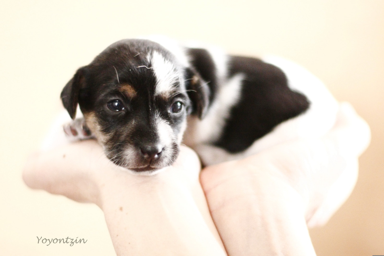 Canon EF 50mm F1.4 USM sample photo. Mascota.jpg photography
