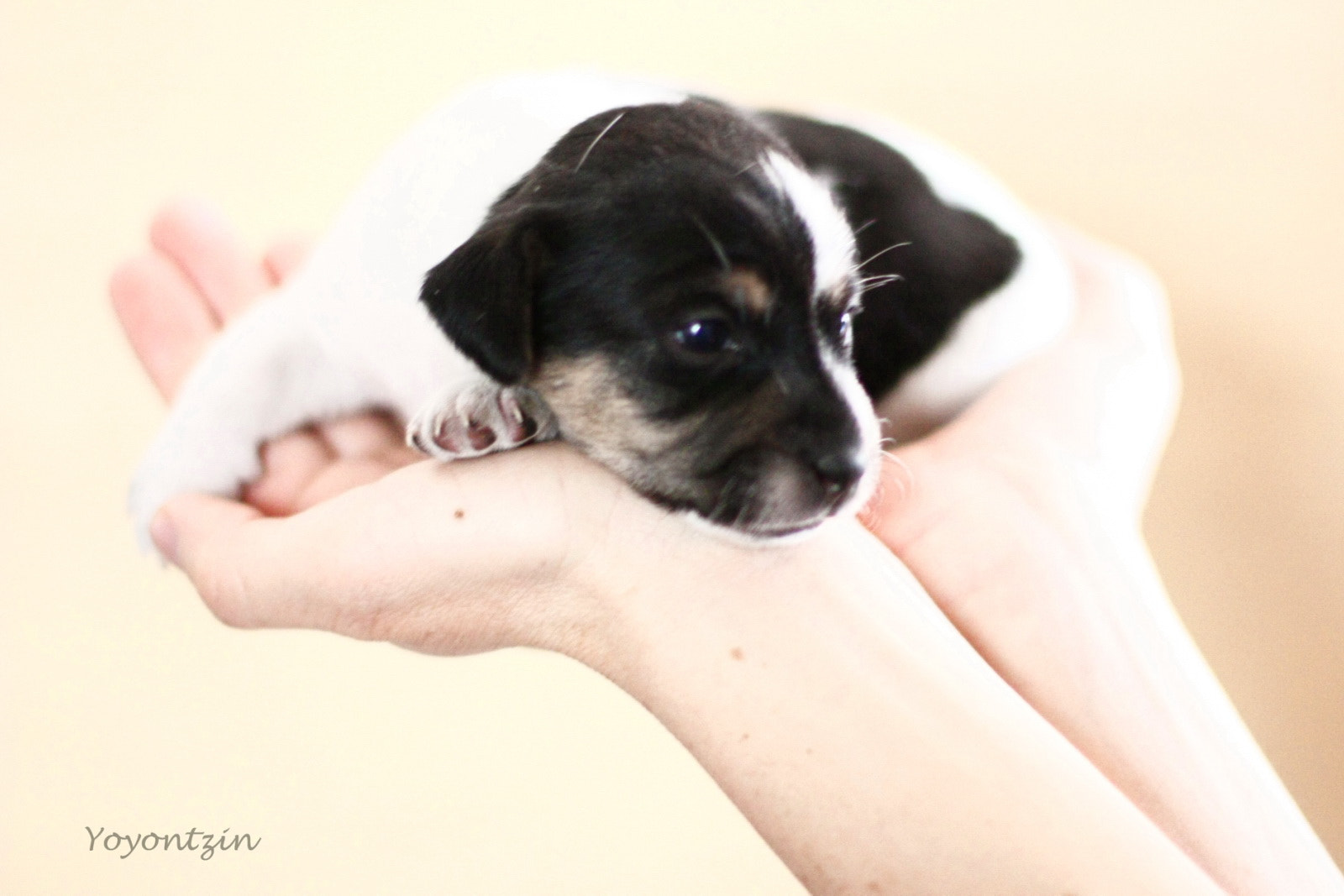 Canon EF 50mm F1.4 USM sample photo. Lola.jpg photography