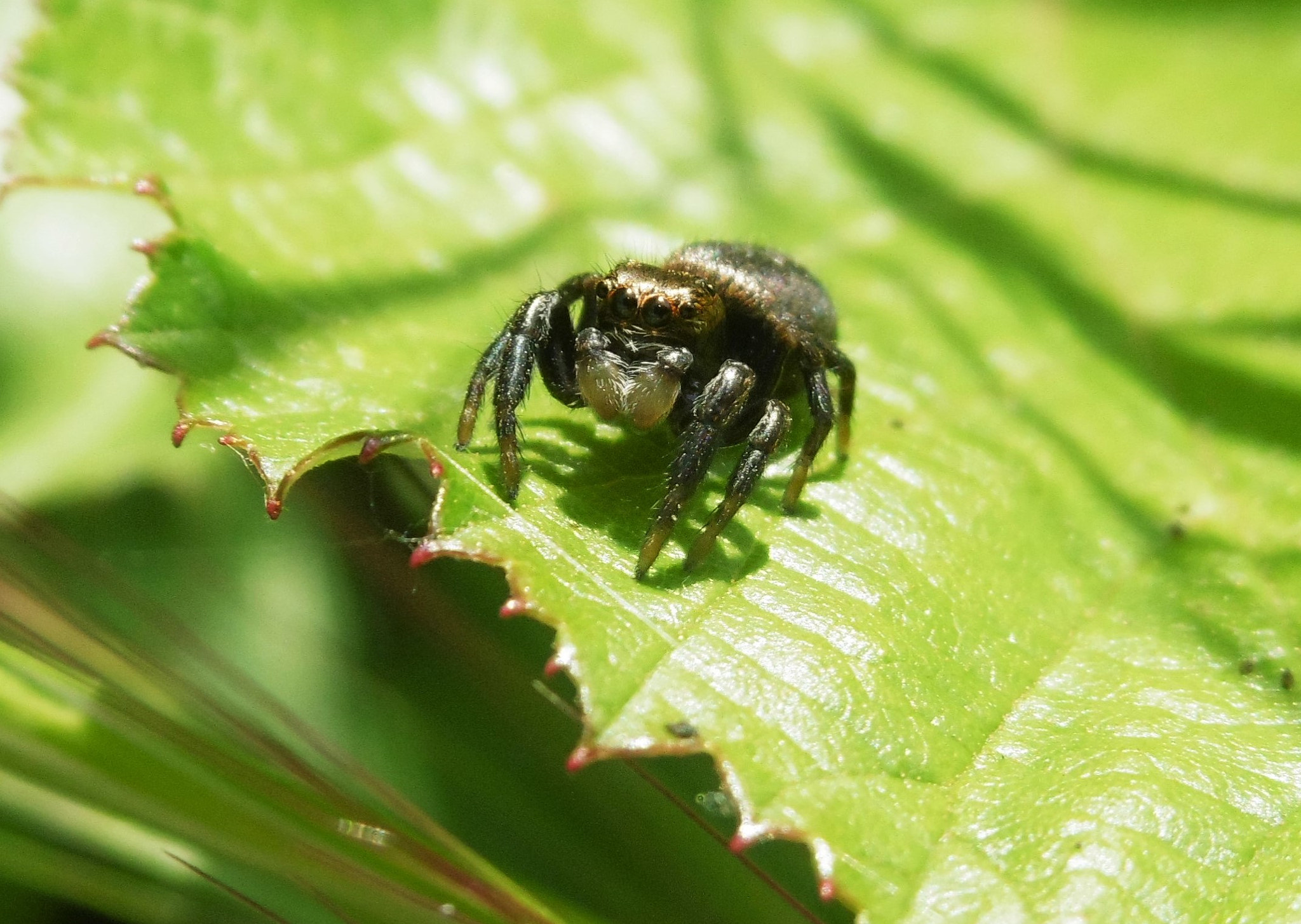 Panasonic DMC-SZ8 sample photo. Little spider photography