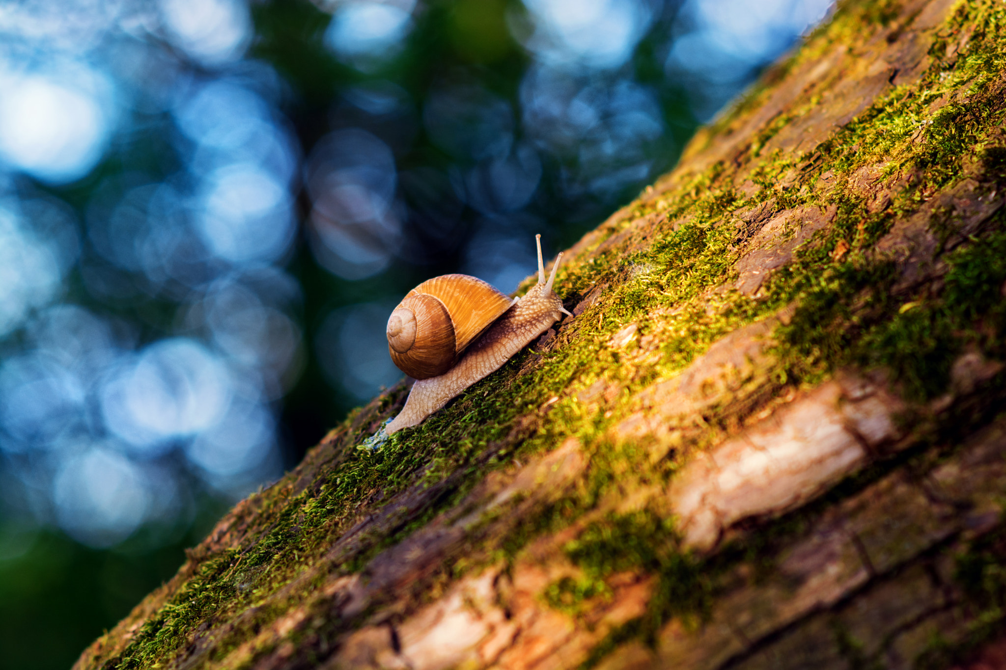 Nikon D5200 + Sigma 85mm F1.4 EX DG HSM sample photo. Slug at gold hour photography