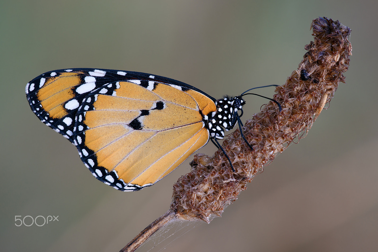 Sigma 150mm F2.8 EX DG Macro HSM sample photo. Danaus chrysippus photography