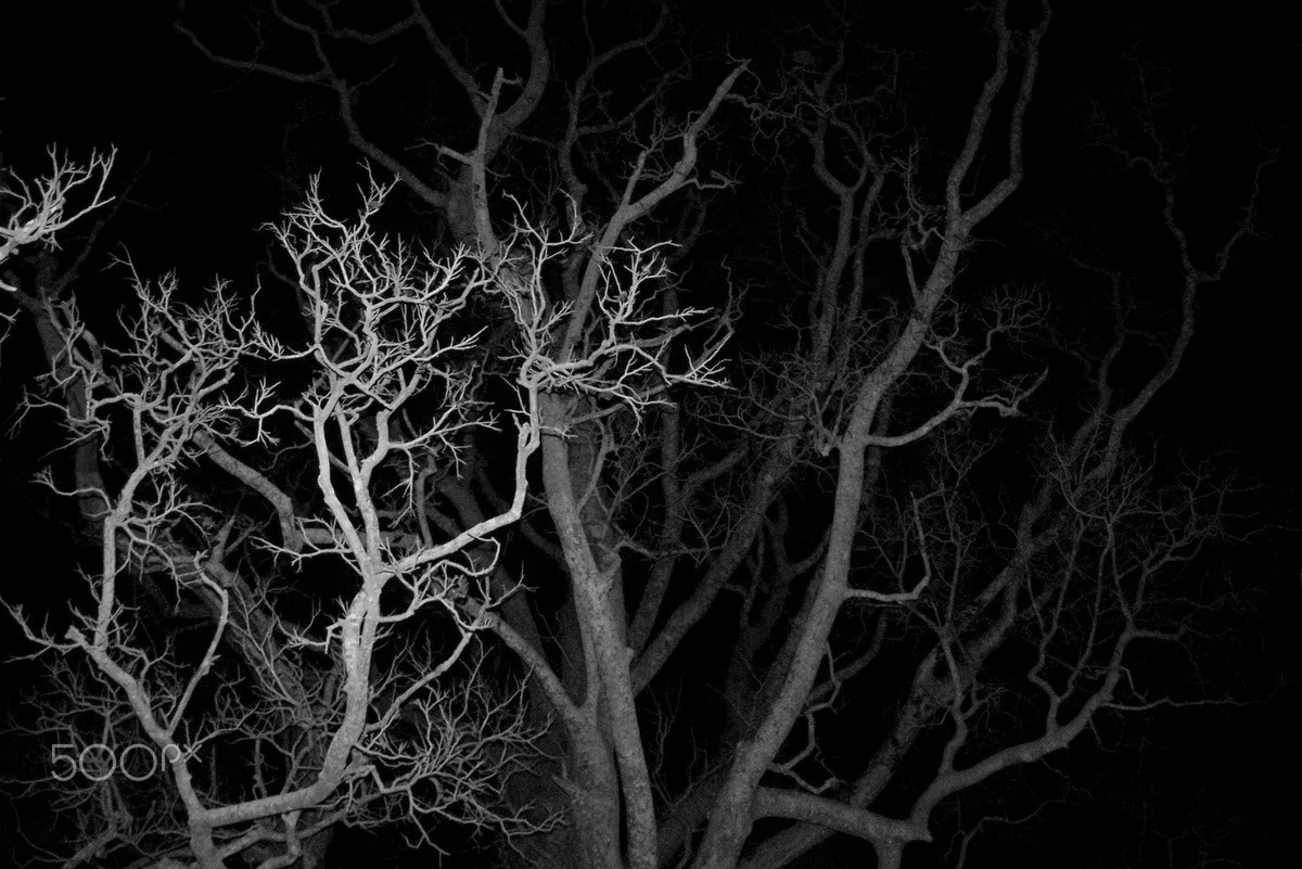 Kodak Z612 ZOOM DIGITAL CAMERA sample photo. Horror tree photography