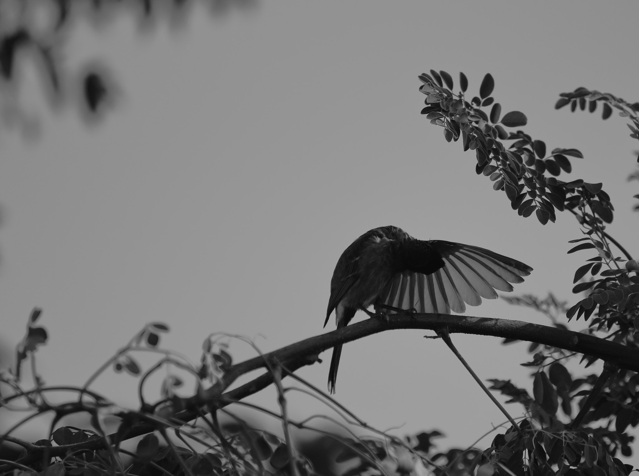 Canon EF 70-200mm F2.8L IS II USM sample photo. The flying kiss photography