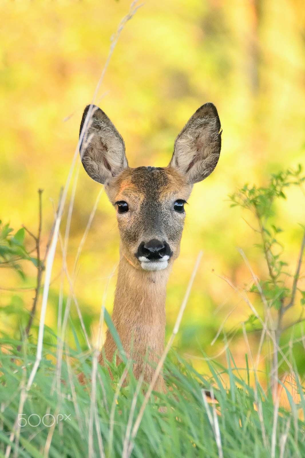 Sigma 150-600mm F5-6.3 DG OS HSM | C sample photo. Roe deer portrait photography