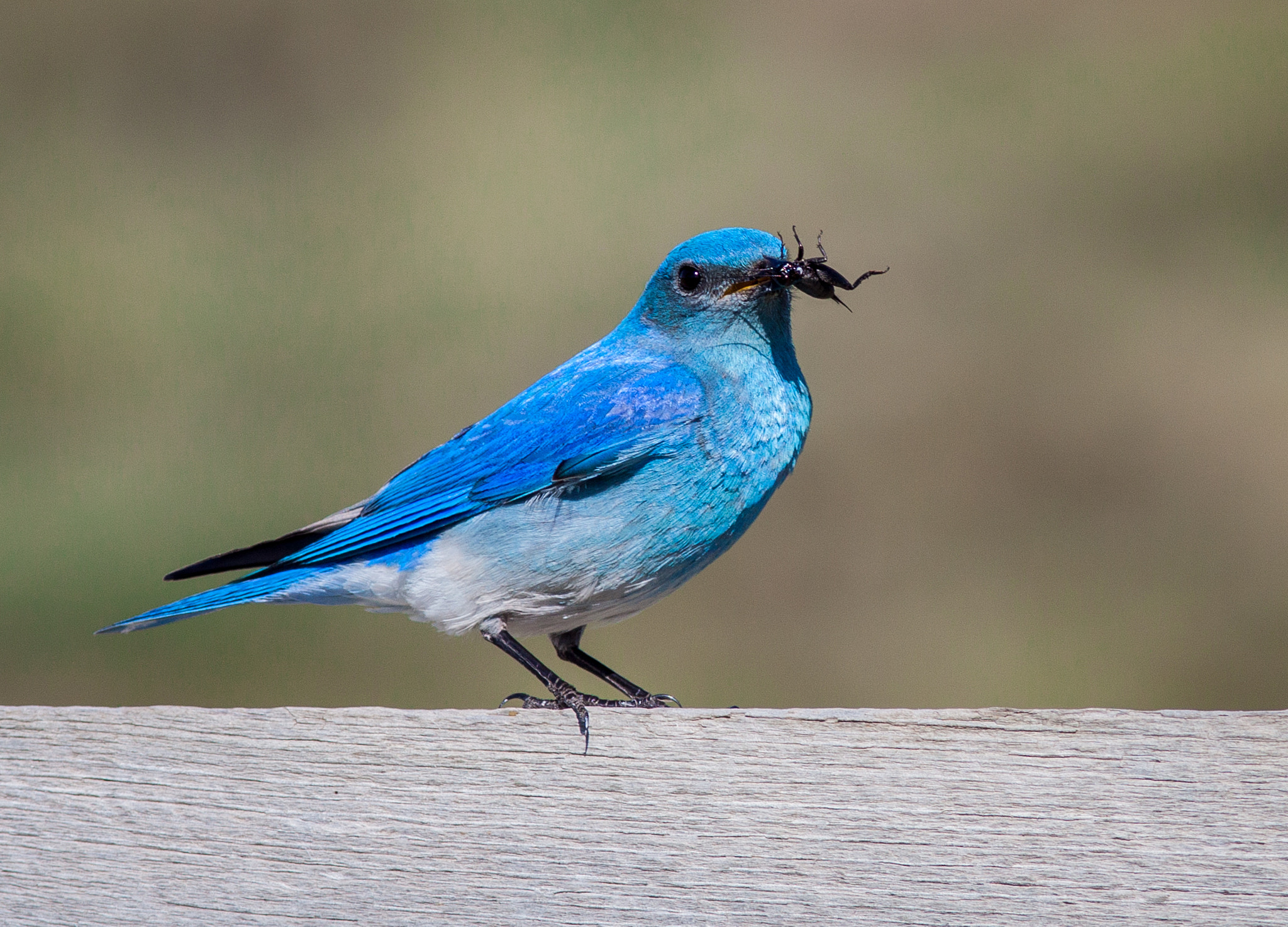 Canon EOS 50D + Canon EF 300mm F4L IS USM sample photo. Bluebird lunch is ready photography