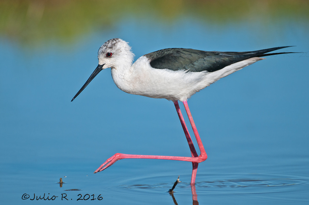 Nikon D300S + Nikon AF-S Nikkor 500mm F4G ED VR sample photo. "himantopus himantopus" photography