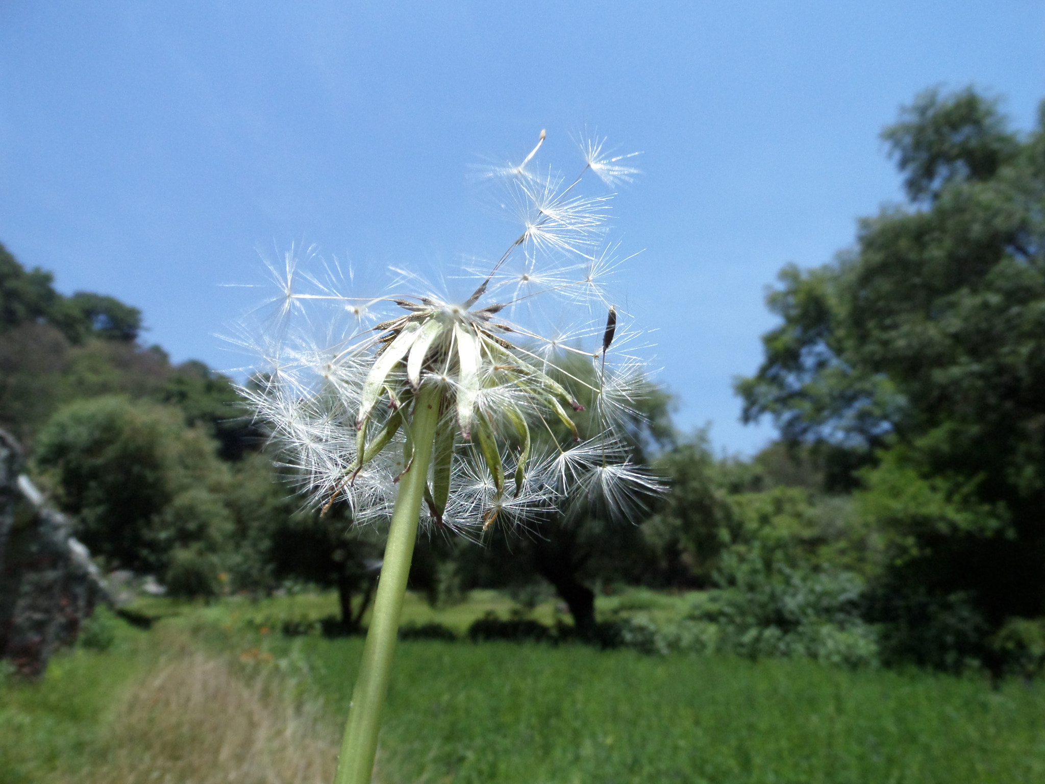 Samsung WB200F/WB201F/WB202F sample photo. Those dreams photography