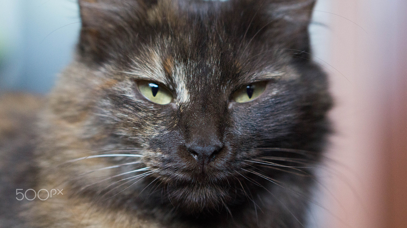 Sony Alpha a3500 sample photo. Eyes of the tiger photography