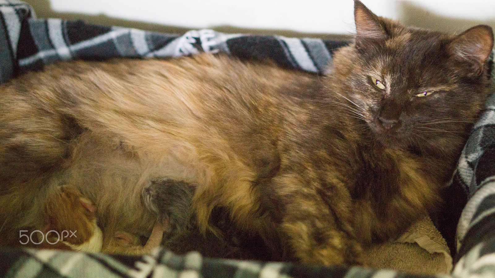 Sony Alpha a3500 sample photo. Choco mom photography