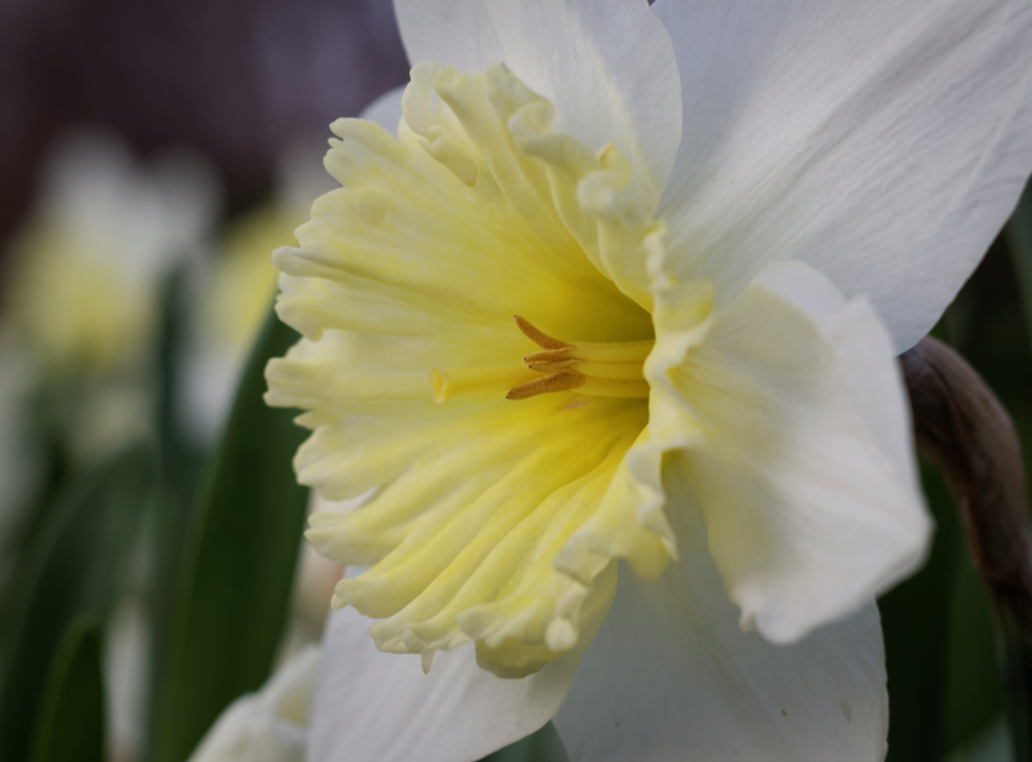 Canon EF 28-80mm f/3.5-5.6 sample photo. Flower photography