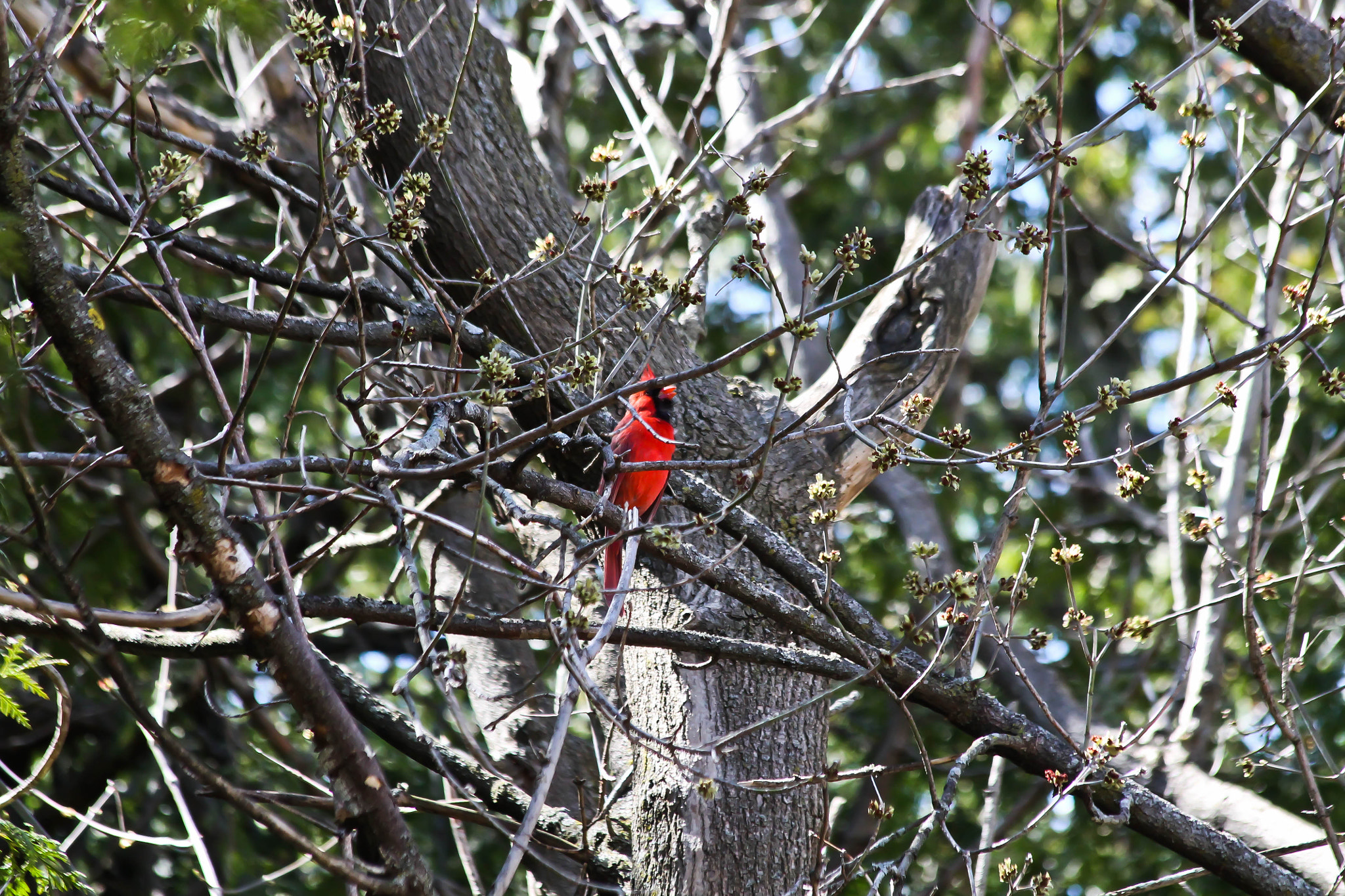 Canon EF 70-300mm F4-5.6 IS USM sample photo. Cardinal photography