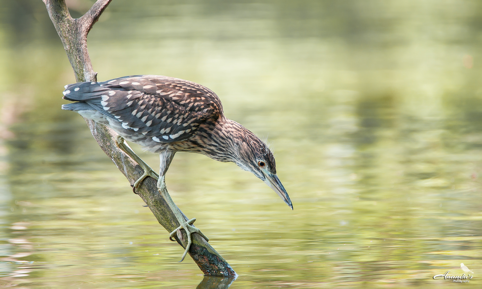 Tamron SP 150-600mm F5-6.3 Di VC USD sample photo. Concentration photography