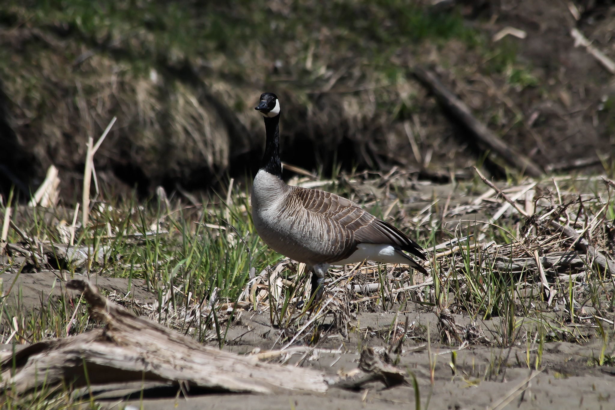 Canon EF 70-300mm F4-5.6 IS USM sample photo. Canada goose photography