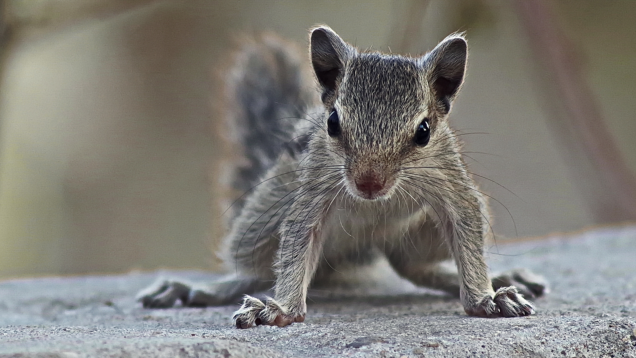 Pentax K-50 + Tamron AF 70-300mm F4-5.6 Di LD Macro sample photo. Indian palm squirrel photography