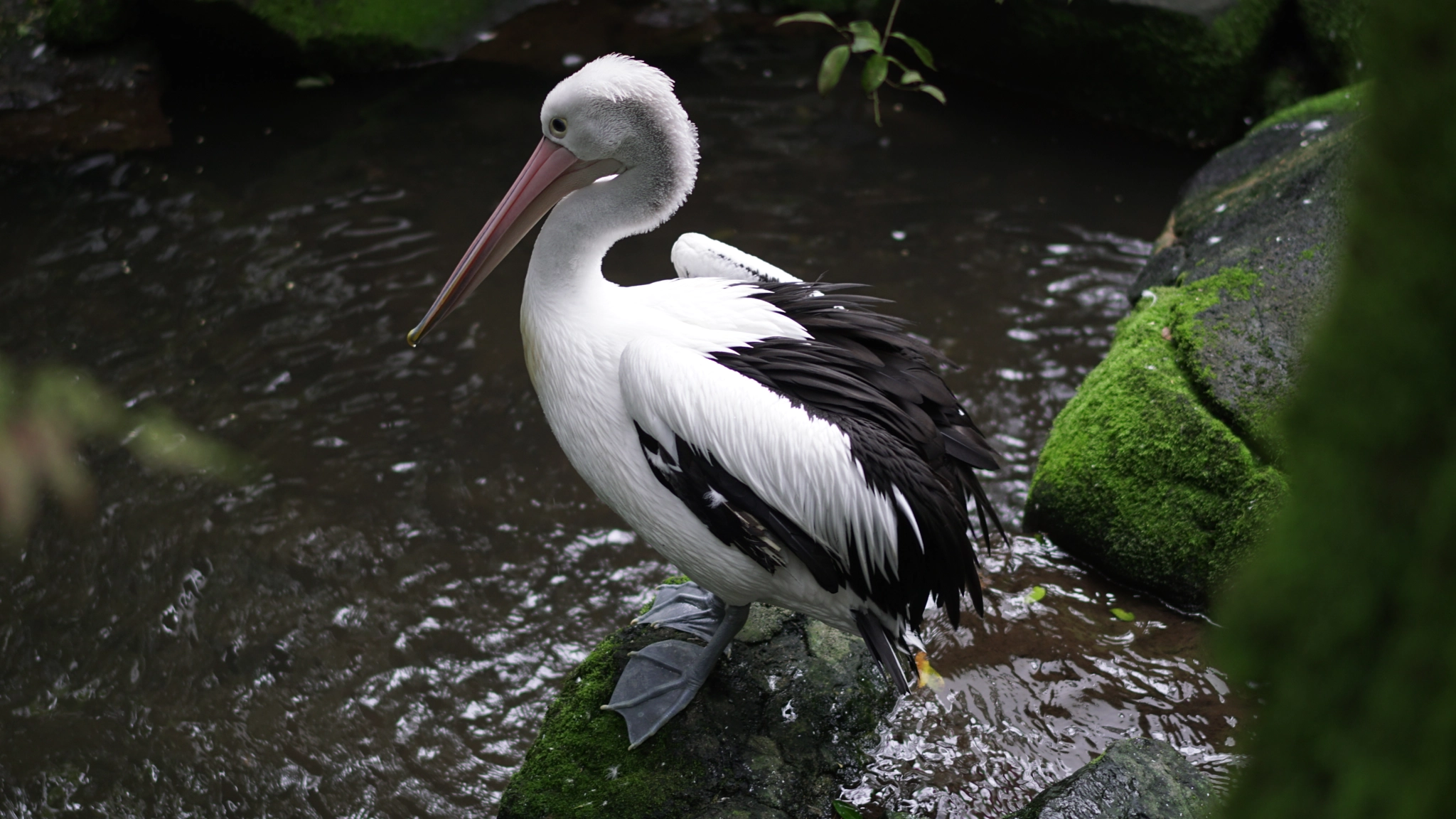 Sony a6300 + Sony Sonnar T* FE 55mm F1.8 ZA sample photo. A bird is a bird, no matter what color or shape photography