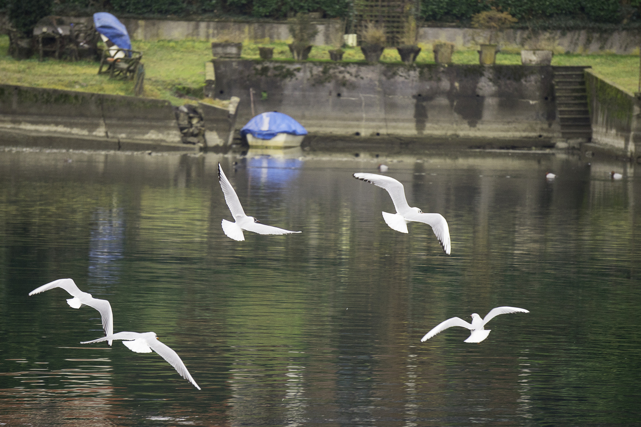 Sony E 55-210mm F4.5-6.3 OSS sample photo. Seagulls photography