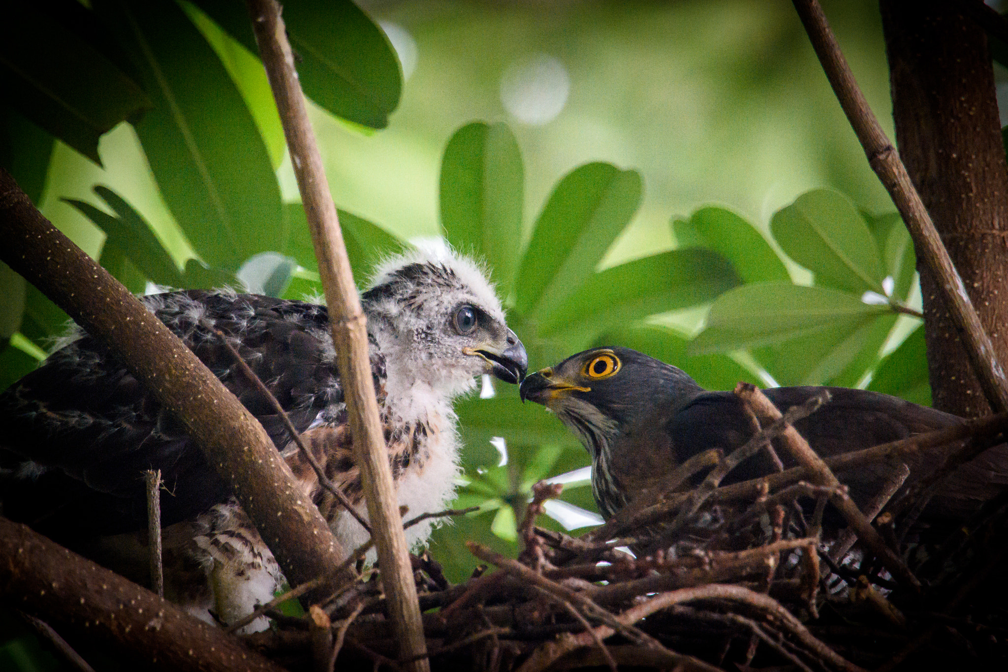 Nikon D7200 + Nikon AF-S Nikkor 600mm F4G ED VR sample photo. Crested goshawk photography