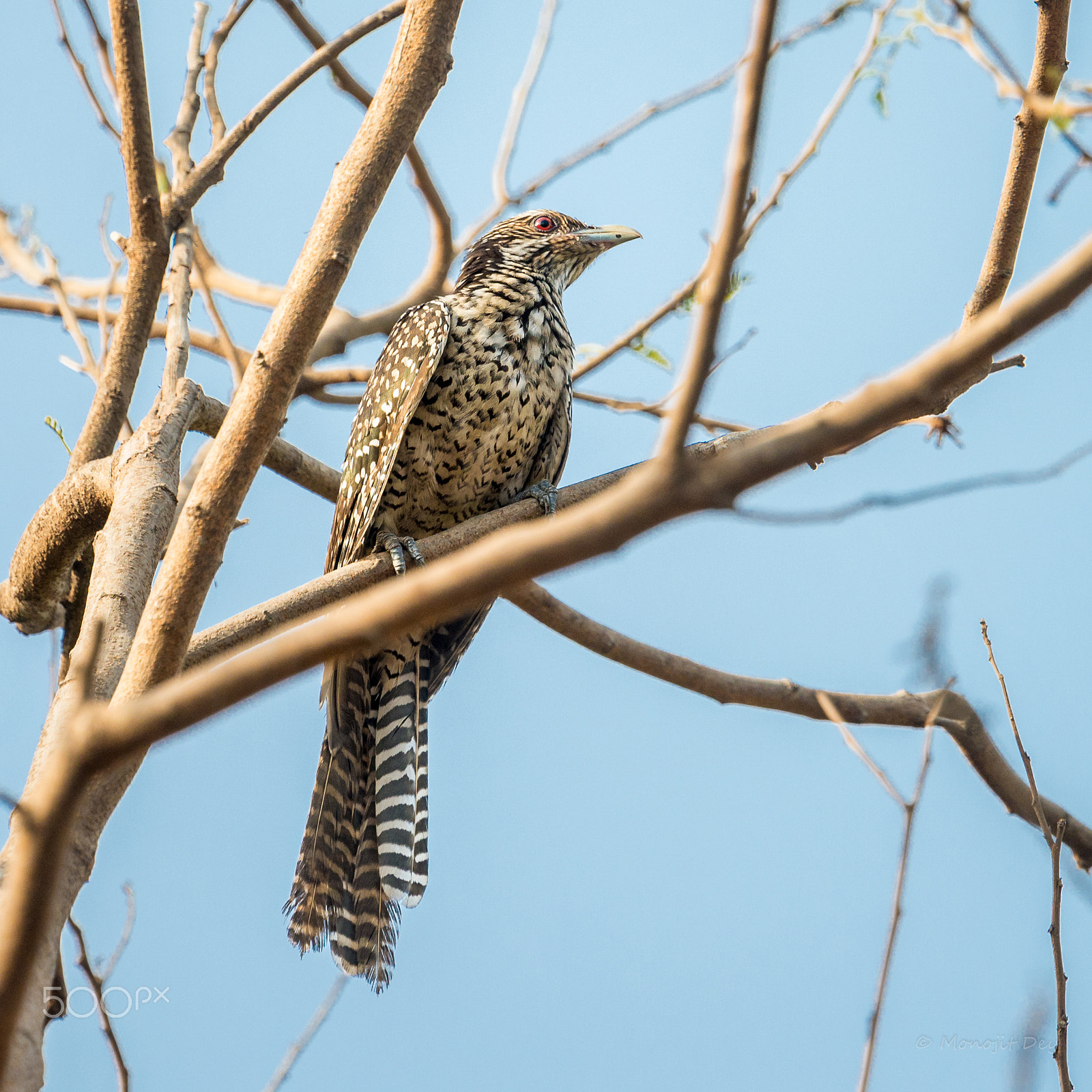 Nikon Nikkor AF-S 300mm F4E PF ED VR sample photo. Asian koel photography
