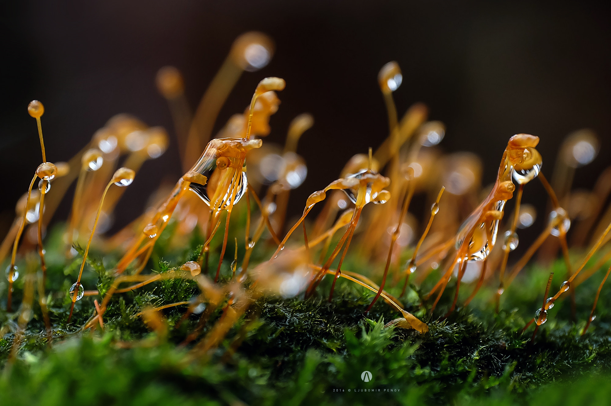 Fujifilm X-A2 + ZEISS Touit 50mm F2.8 sample photo. Colorful drops photography