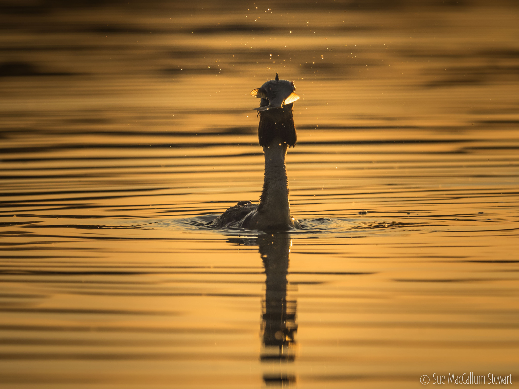 Olympus OM-D E-M1 + M.300mm F4.0 + MC-14 sample photo. Fish v grebe photography