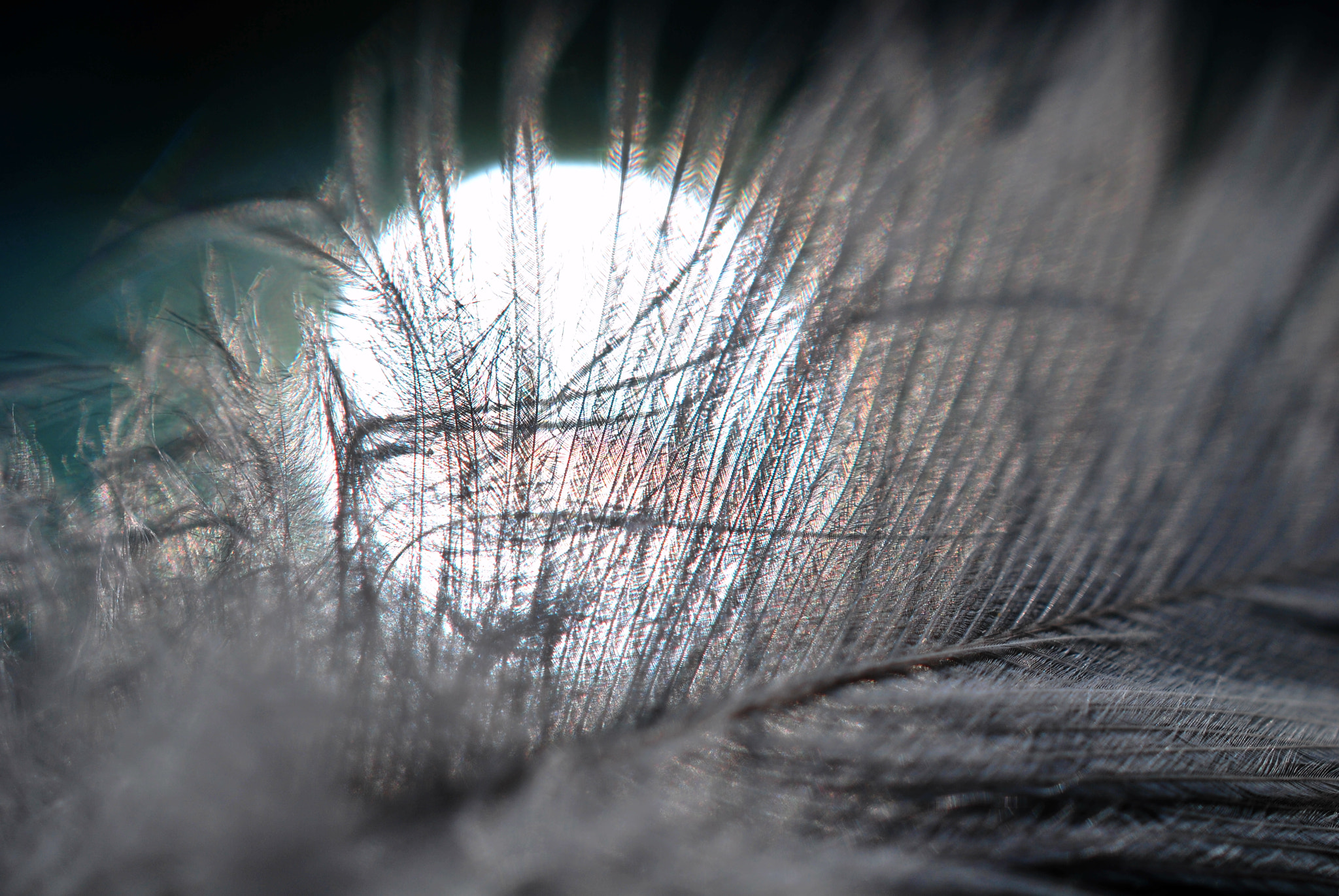 Nikon AF-S DX Micro Nikkor 40mm F2.8 sample photo. Feather light pearl photography