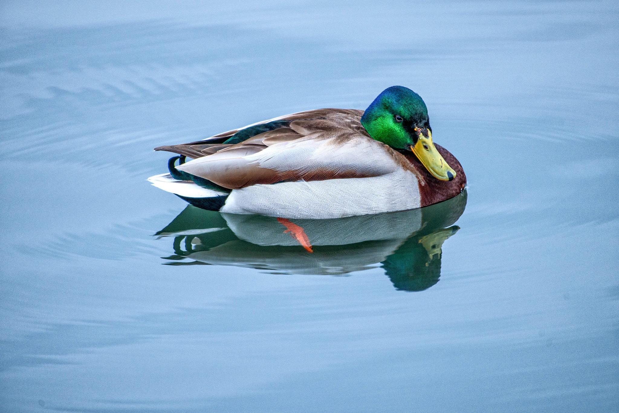 Nikon D3X sample photo. Dreaming hometown duck photography