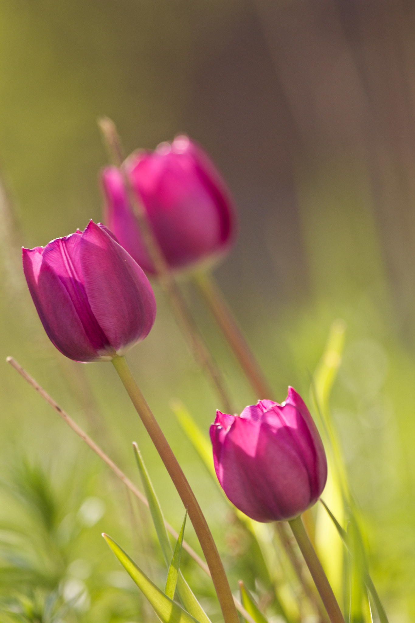 Canon EF 100-400mm F4.5-5.6L IS USM sample photo. Kukat photography