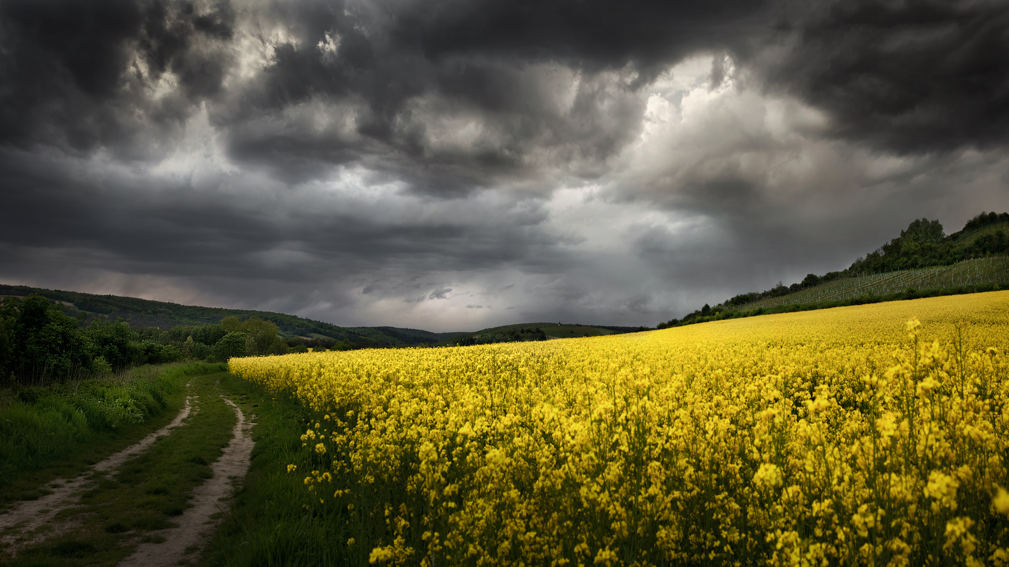 AF Zoom-Nikkor 24-120mm f/3.5-5.6D IF sample photo. Canola clouds (part 2) photography