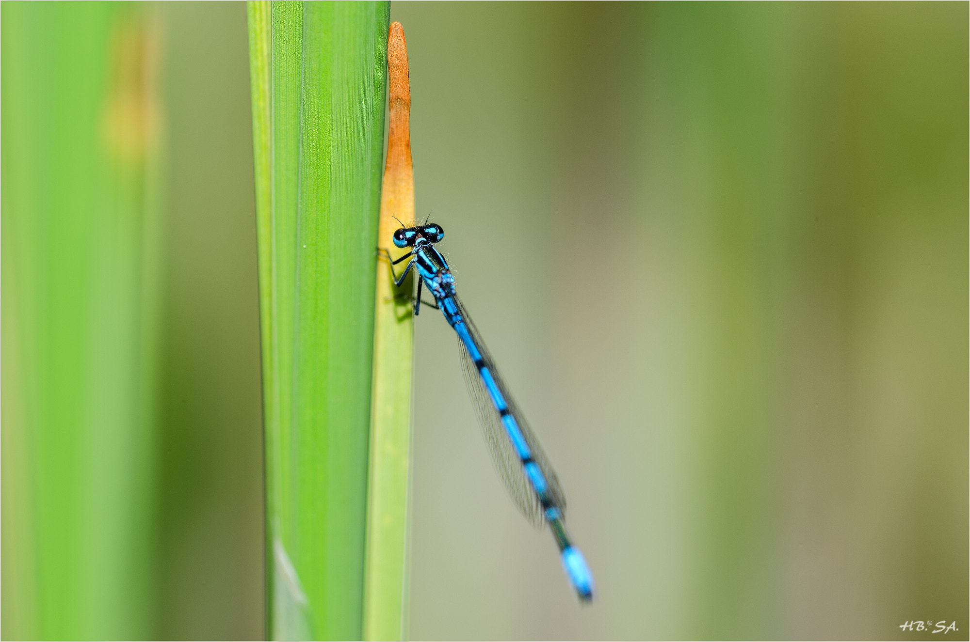 Sigma 150mm F2.8 EX DG OS Macro HSM sample photo. Azurjungfer photography