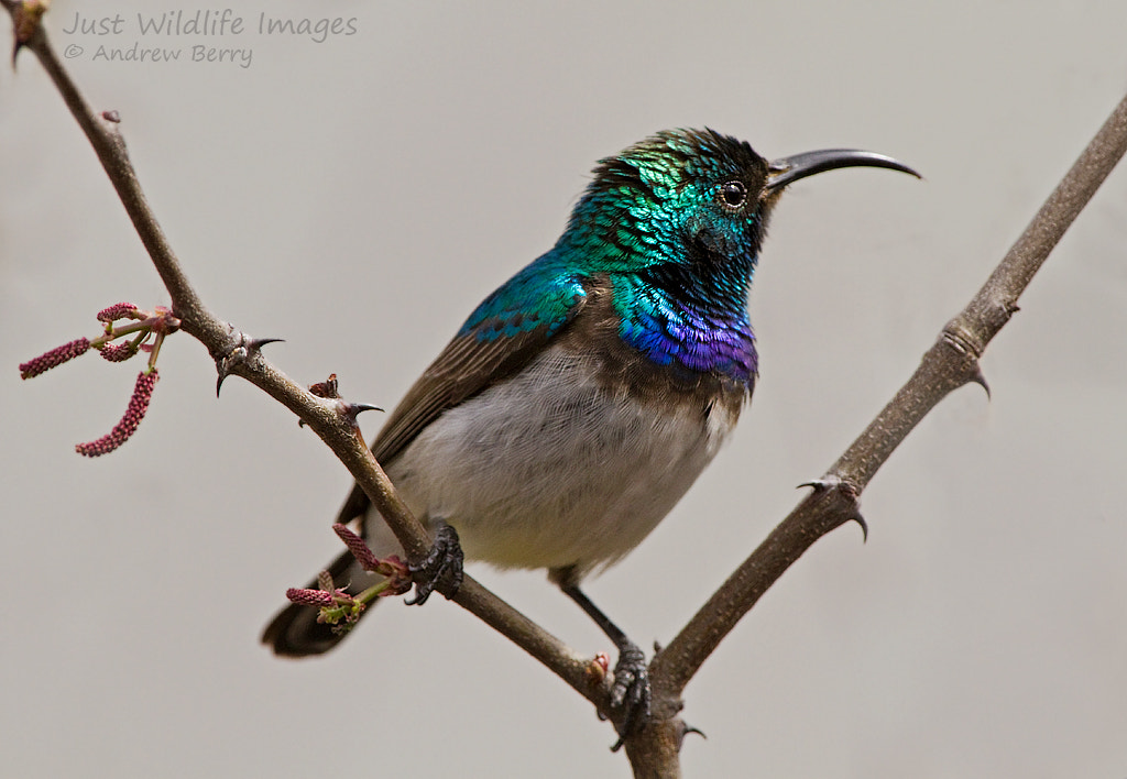 Canon EF 300mm F2.8L IS USM sample photo. White bellied sunbird photography