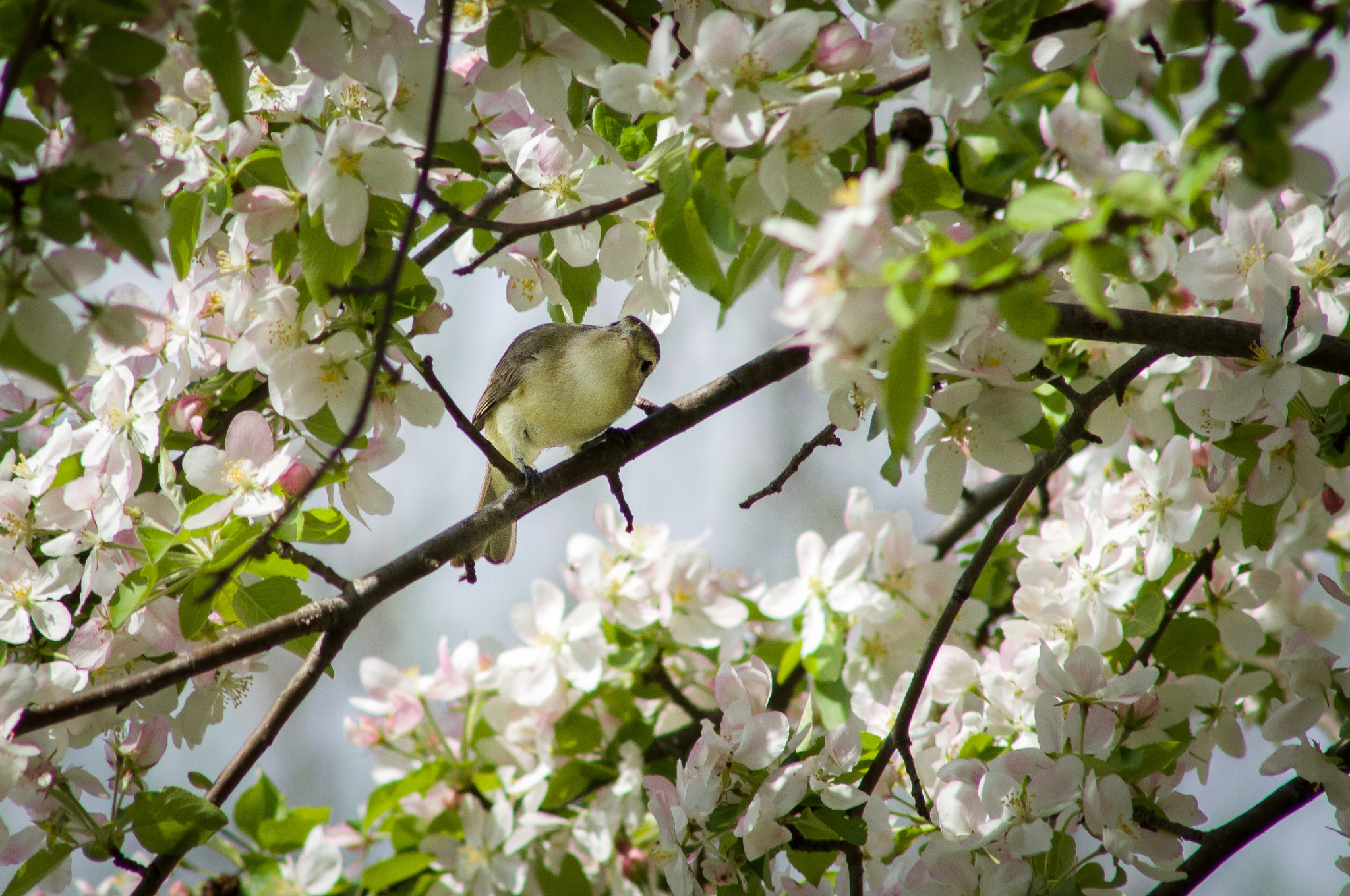 Minolta AF 100-300mm F4.5-5.6 sample photo