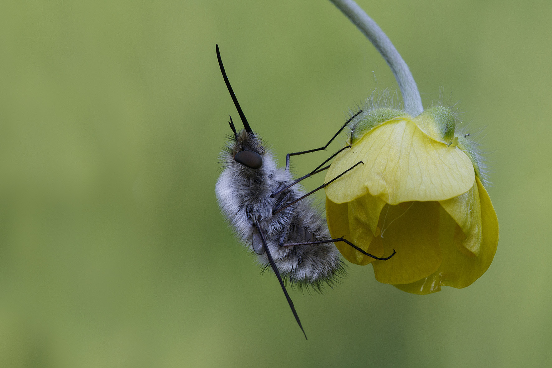 Sigma APO Macro 150mm f/2.8 EX DG HSM sample photo. Grand bombyle photography