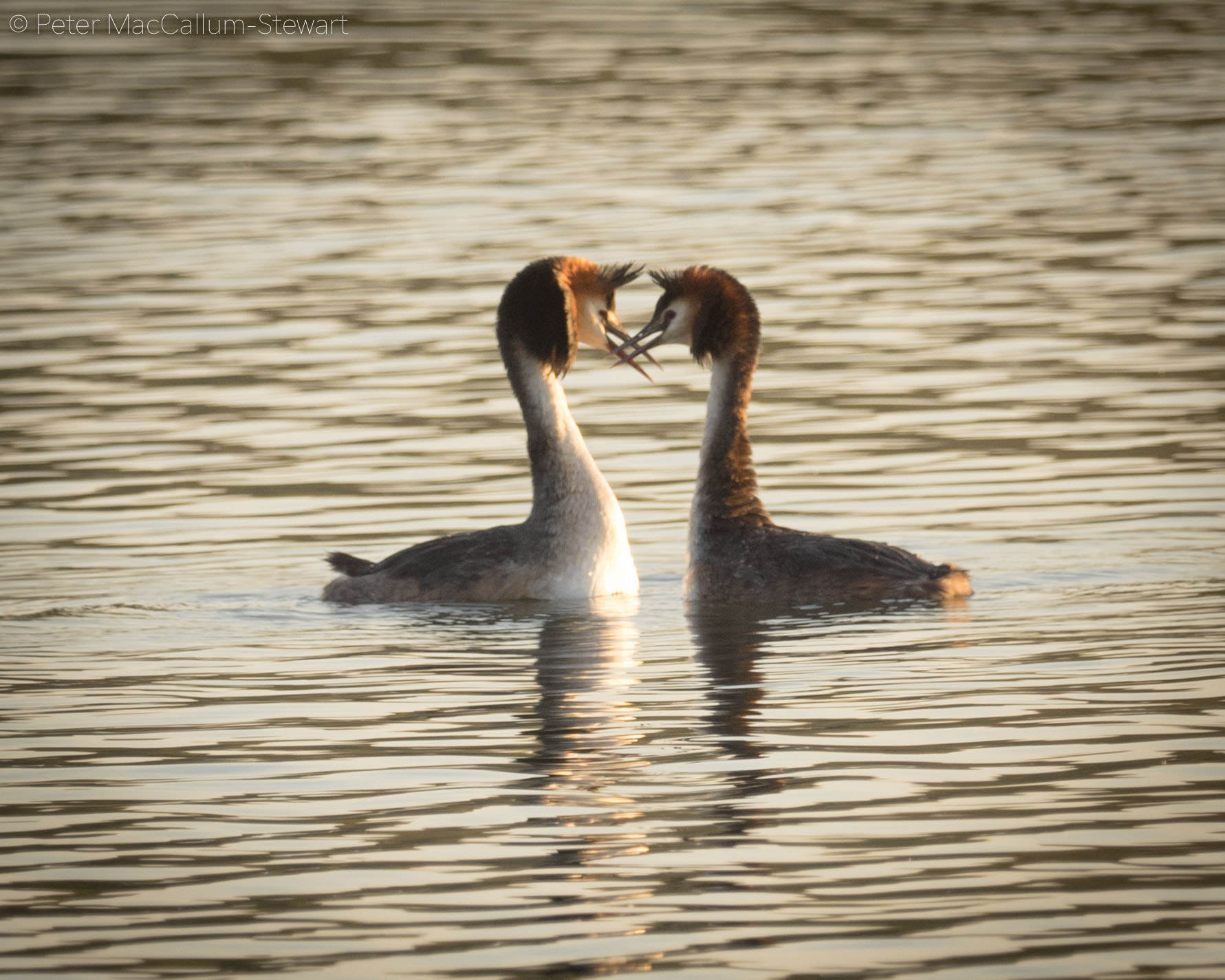 M.300mm F4.0 + MC-14 sample photo. Mixed doubles photography