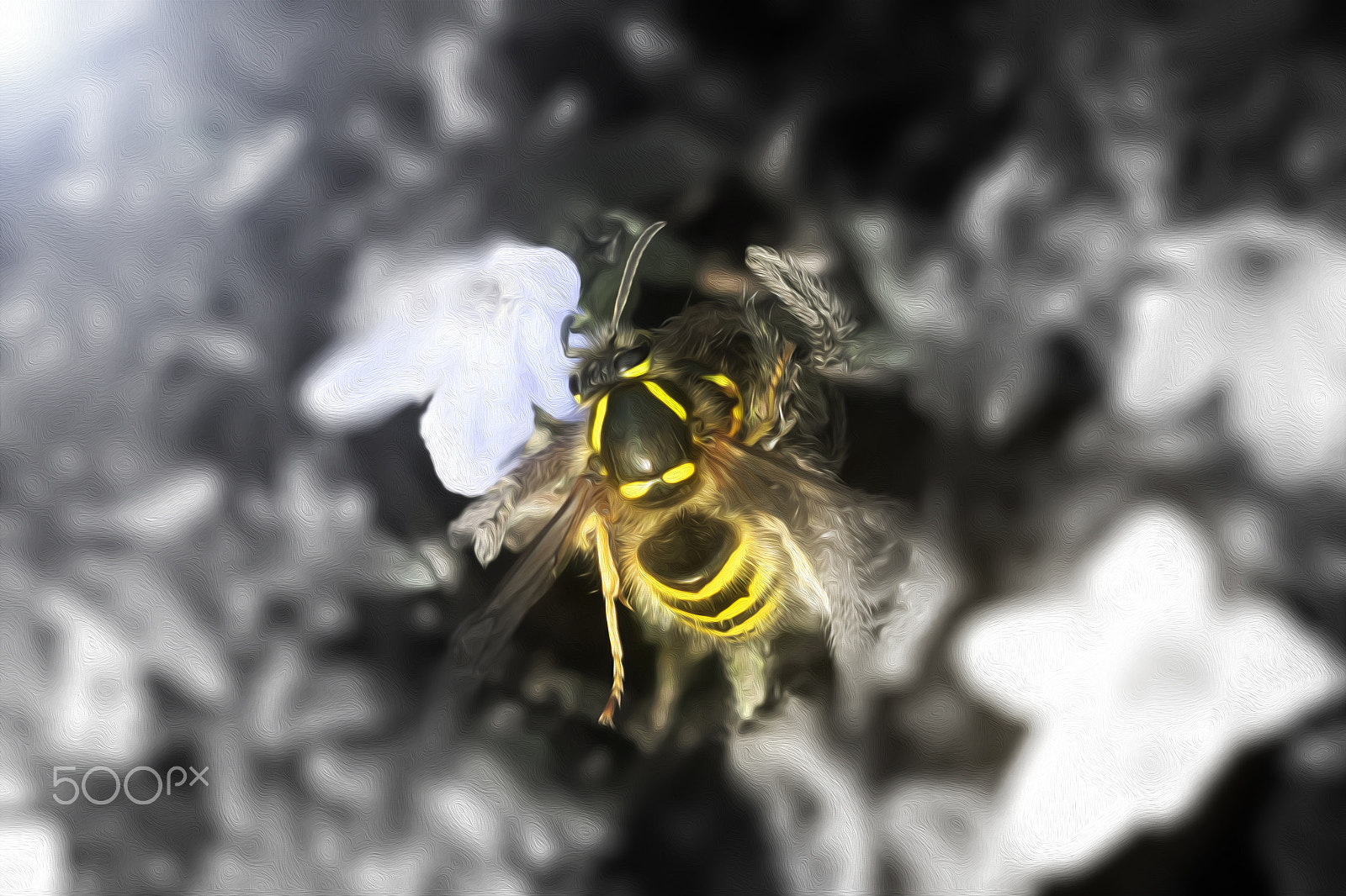 Nikon AF-S DX Micro Nikkor 40mm F2.8 sample photo. Wasp photography