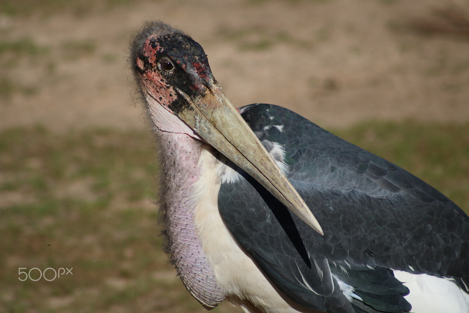 Canon EF 75-300mm f/4-5.6 USM sample photo. Stork portrait 7364 photography