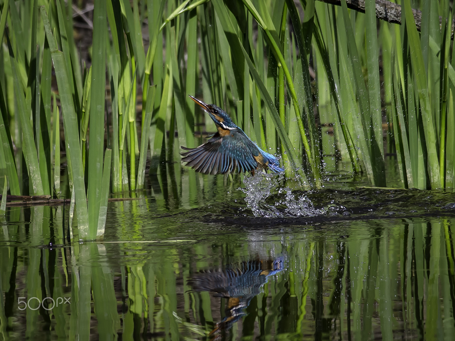 Canon EF 500mm f/4.5L + 1.4x sample photo. Kingfisher photography